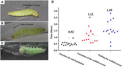 Frontiers Cocoon Spinning Behavior and 20 Hydroxyecdysone